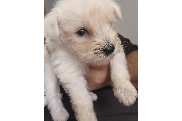 Mimi Schnauzer blancos puros Puerto Rico