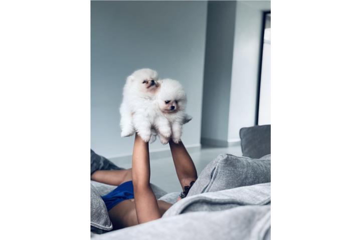Pomeranian Limea coreana Machos  Puerto Rico