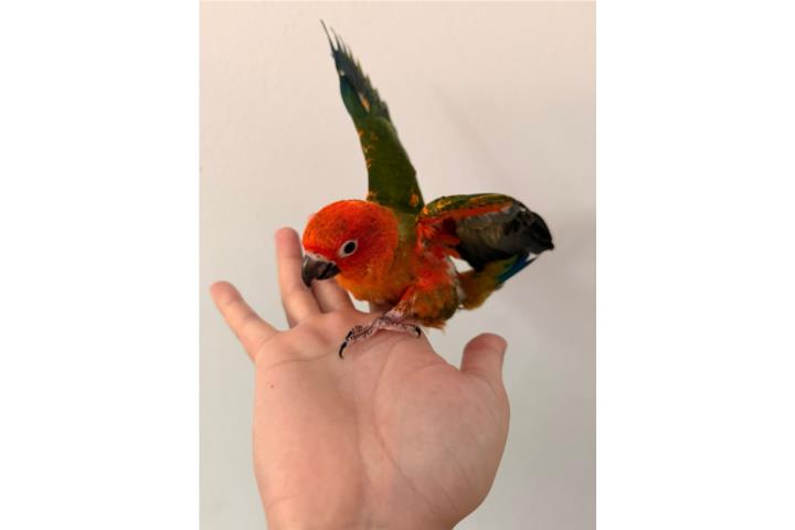 Red factor bebés Puerto Rico