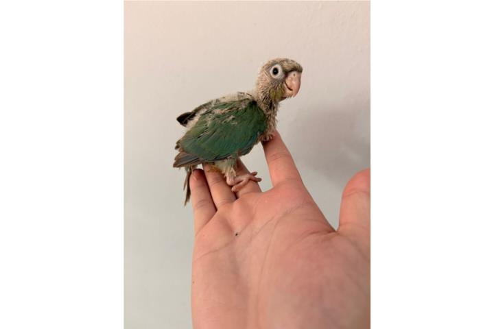 Green check azules bebés  Puerto Rico