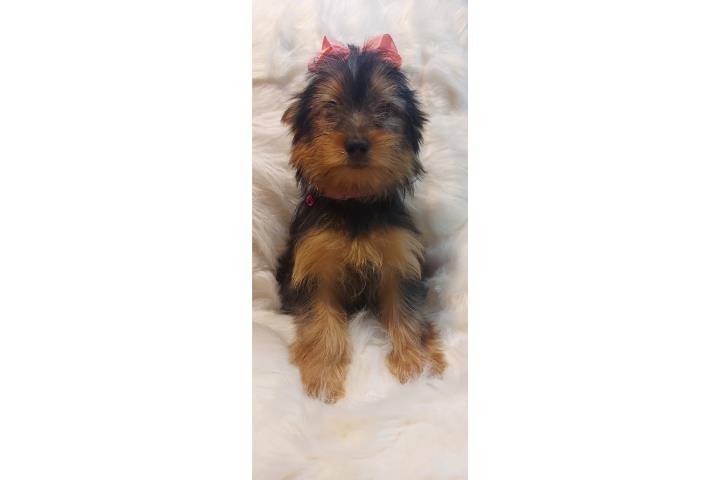 Yorkie hembra $ 750.oo bella Puerto Rico