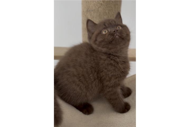 British Shorthair Registrados TICA Puerto Rico