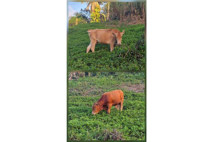 Cv vaca con becerro de 10 meses Puerto Rico