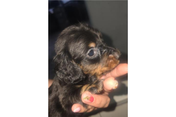 Salchicha  Puerto Rico