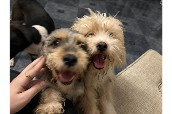 shih tzu mix aprox. 1 año hembra  Puerto Rico