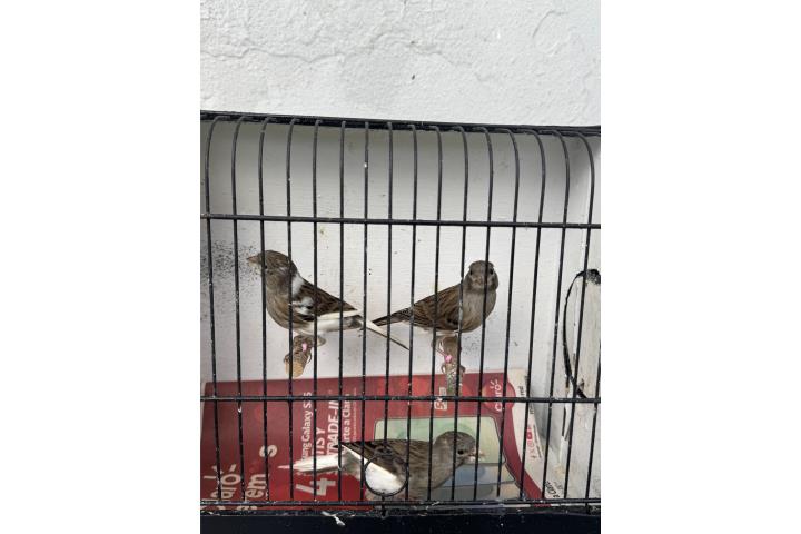 Canarios  Puerto Rico