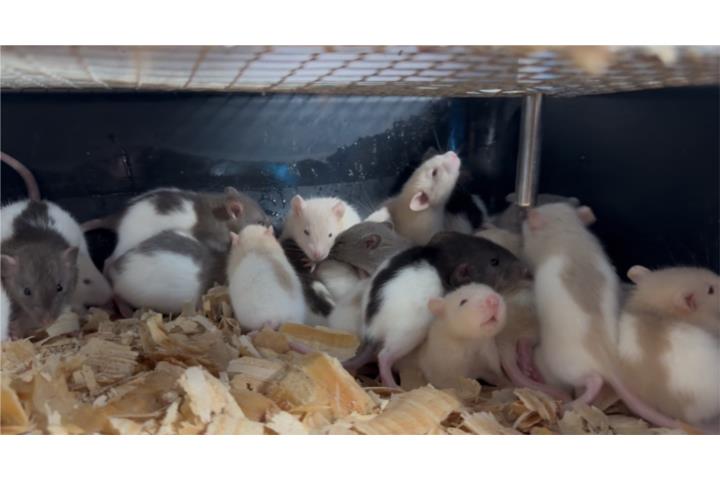 Rata y ratas  Puerto Rico