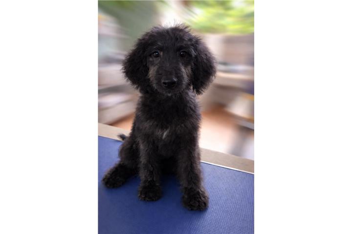 Goldendoodle hembra  Puerto Rico