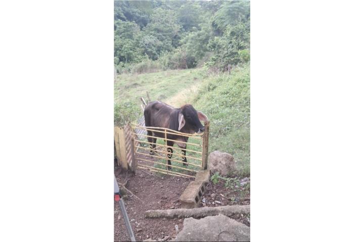 Se venden becerras Puerto Rico