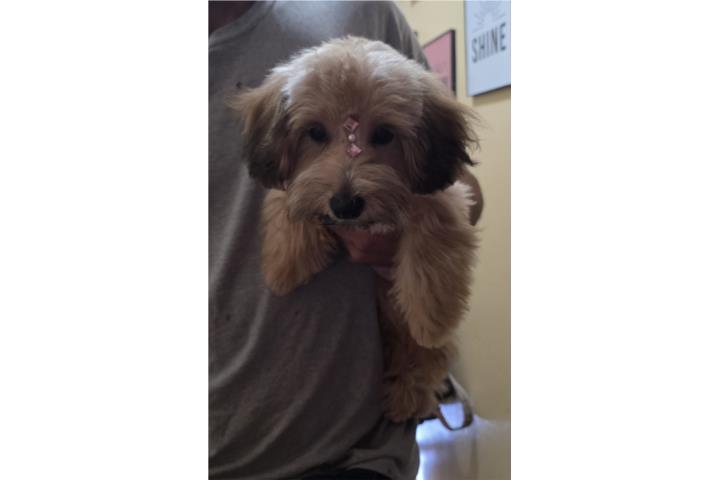 Aussiedoodle mini 4 meses NENA VACUNADA  Puerto Rico