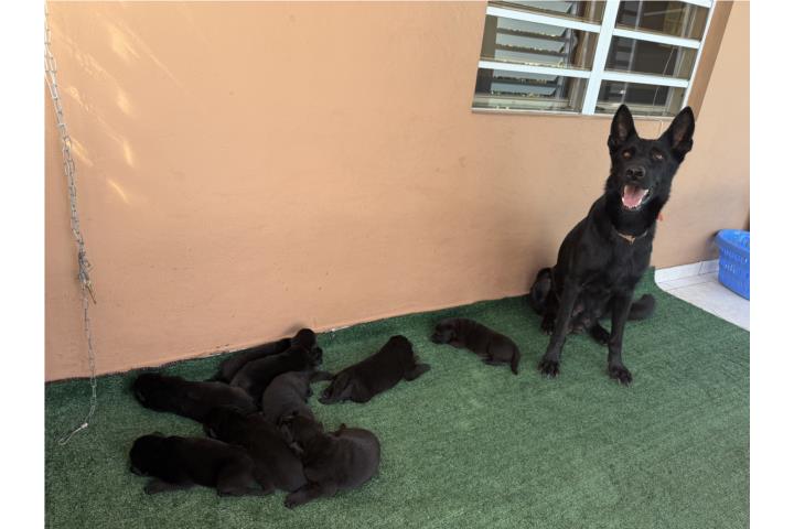 German Shepherd Solid Black AKC Puerto Rico