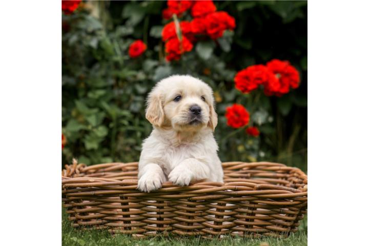 Golden retriever big Puerto Rico