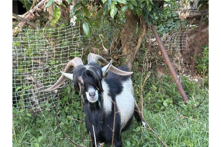 Cabro macho alpino  Puerto Rico