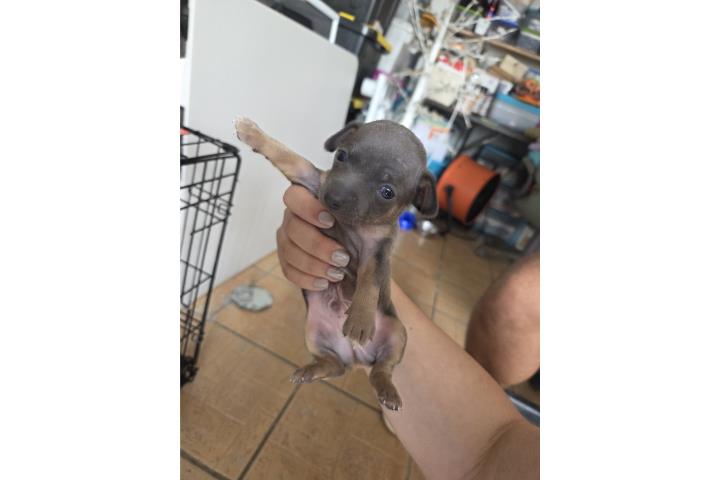 Miniature pinscher blue Puerto Rico