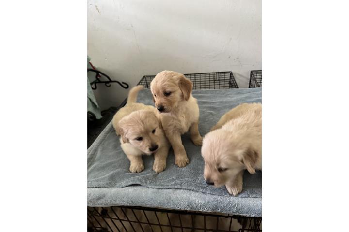 Golden retriever big  Puerto Rico