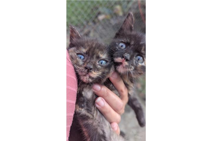 Gatitas color Carey Puerto Rico