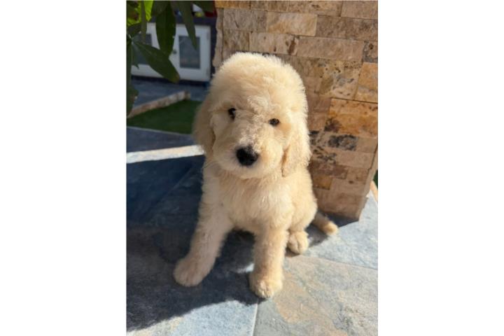 Poodle Puerto Rico