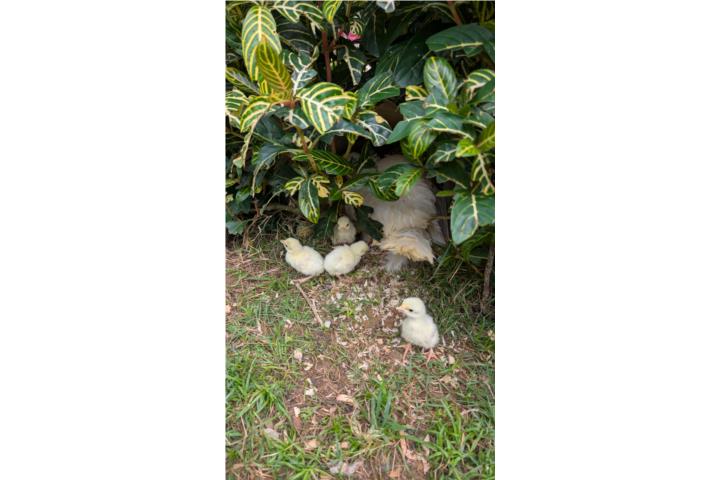 Pavos criollos blancos Puerto Rico