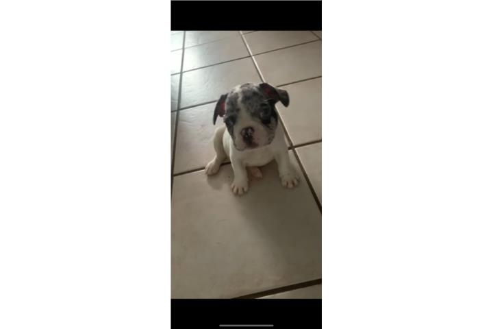 French bulldog macho Puerto Rico