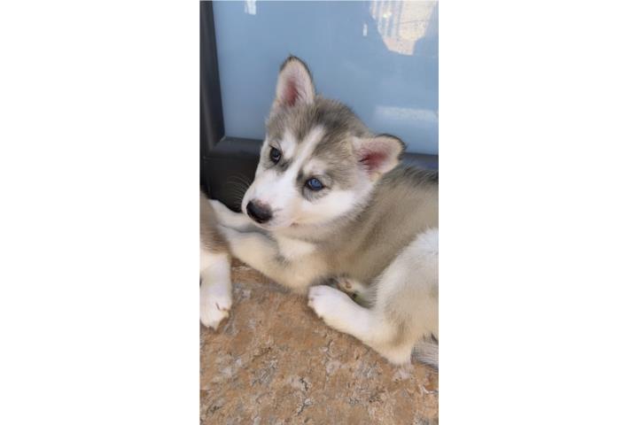Husky siberiano puro Puerto Rico