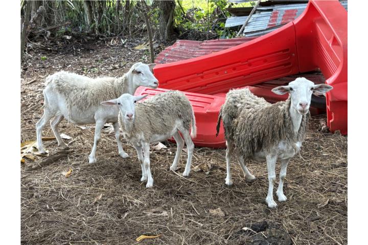 Vendo 3 ovejas hembras  Puerto Rico