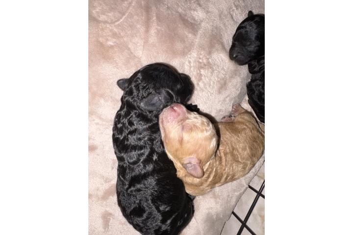 Toy Poodle hembra y macho  Puerto Rico