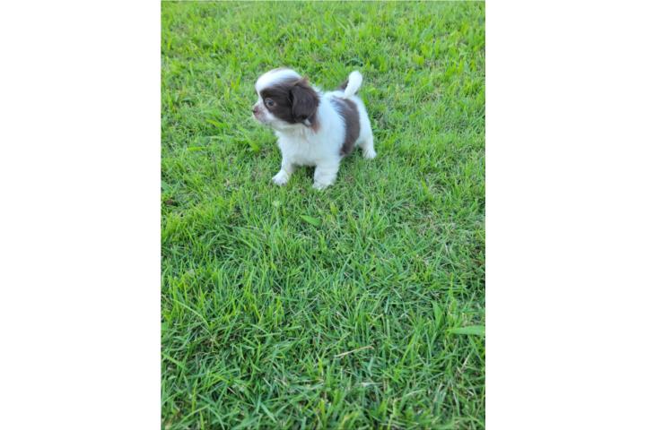 Shih Tzu Nene blanco y chocolate  Puerto Rico