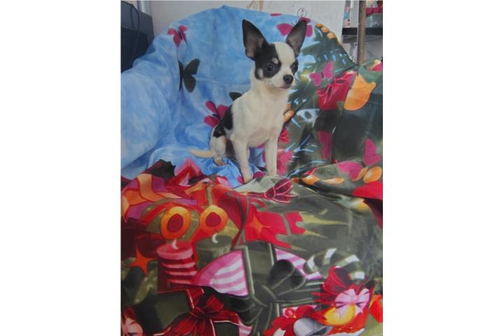 Chihuahua macho Puerto Rico