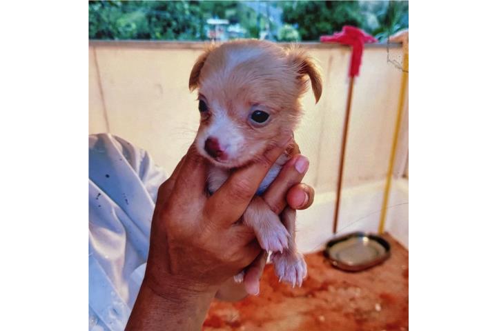 Chihuahua Semi Long Hair Puerto Rico