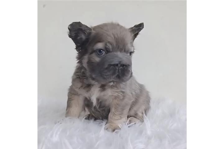 French Bull Dog Fluffy Puerto Rico