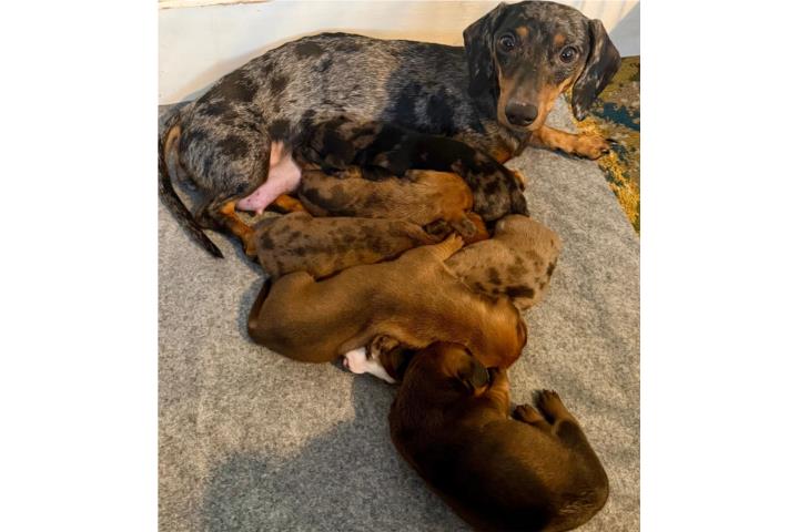 Venta salchicha Dapple Puerto Rico