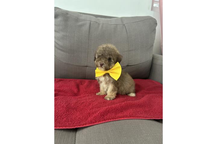Toy poodle Puerto Rico