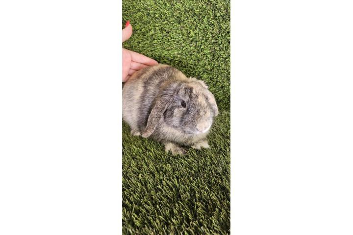 Padrote holland lop arlequín Puerto Rico