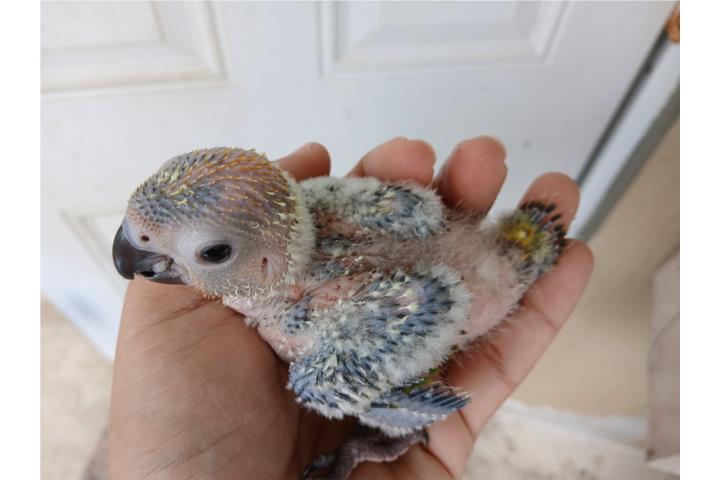 Cotorra Sun Conuro bebé Puerto Rico