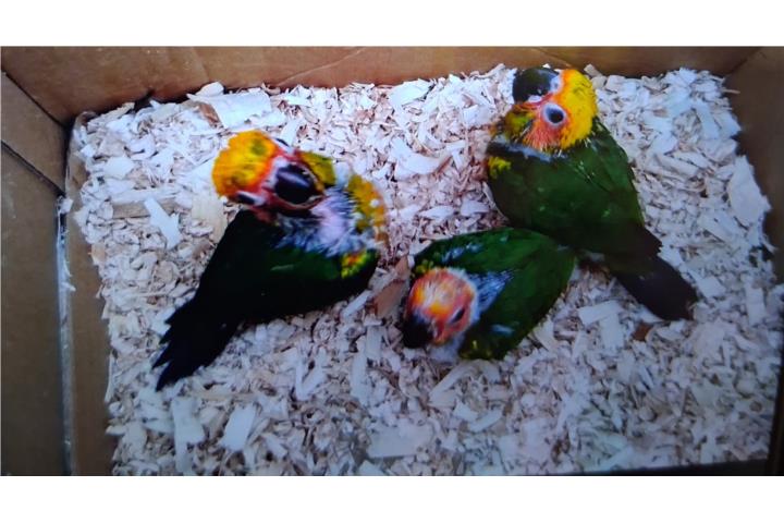 Sun conuros Puerto Rico