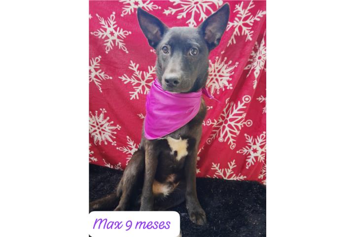 Perros para adopción Puerto Rico