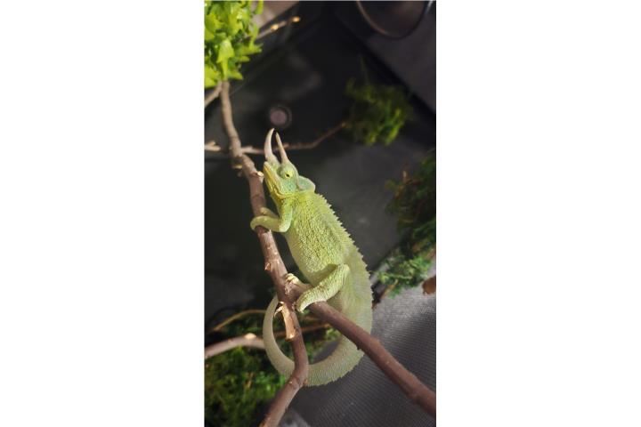 Camaleón Jackson en venta Puerto Rico