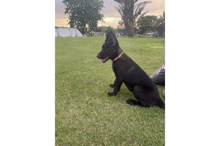 Pastor belga malinos  Puerto Rico