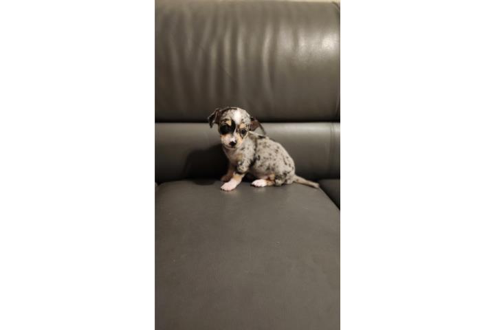 Chihuahua merle  Puerto Rico