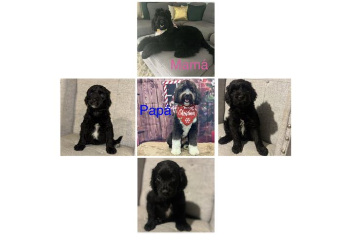 Preciosos Goldendoodle  Puerto Rico