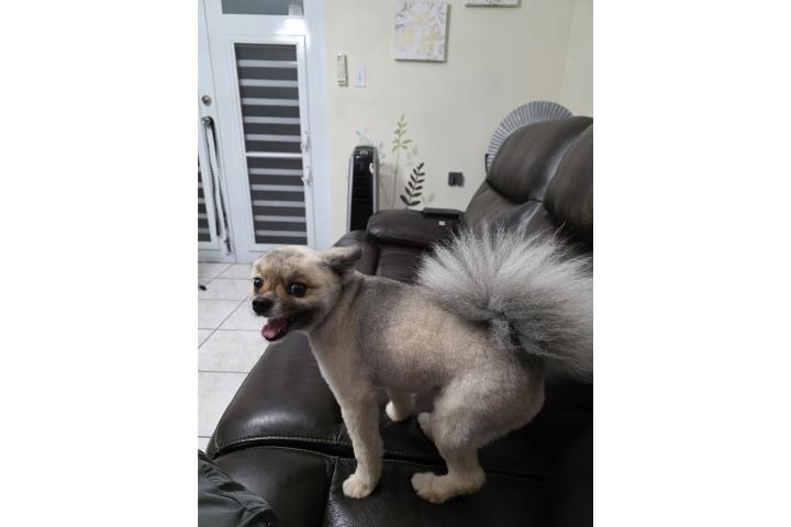 Pomeranian NENA Puerto Rico