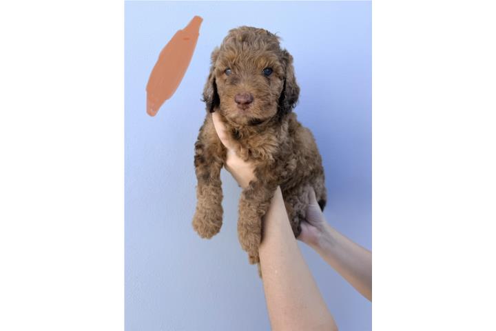 Goldendoodle Merle  Puerto Rico