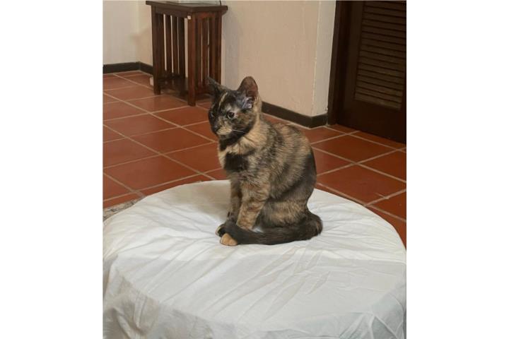 Busca hogar  Puerto Rico