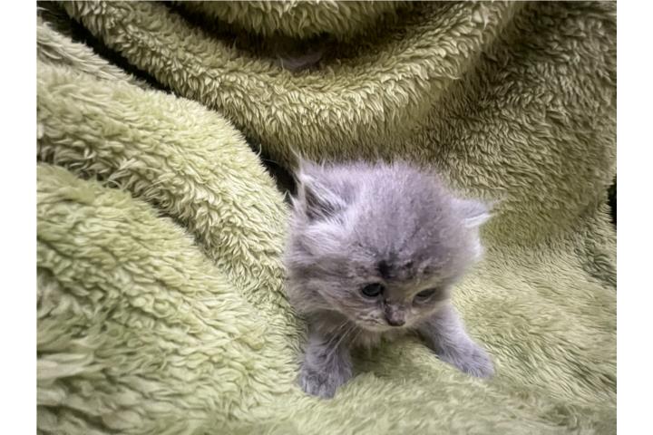Persas Russian Blue  Puerto Rico
