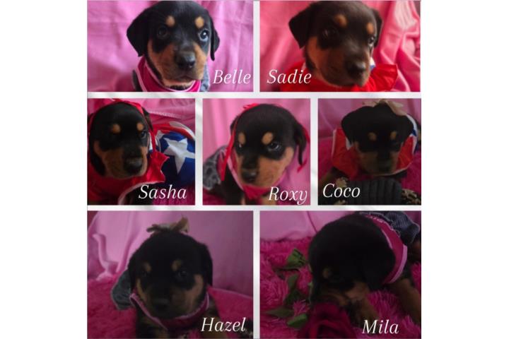 Rottweiler puppies hembra Puerto Rico