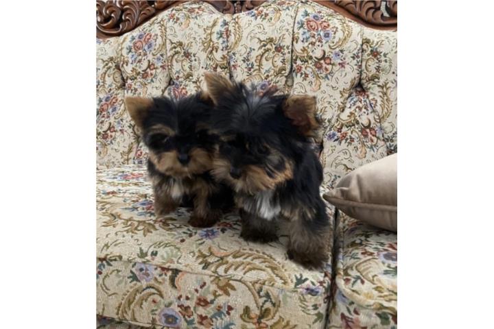 Yorkys Hembras Toys Puerto Rico