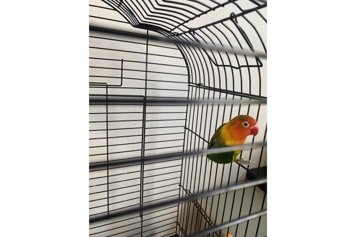 Lovebird  Puerto Rico