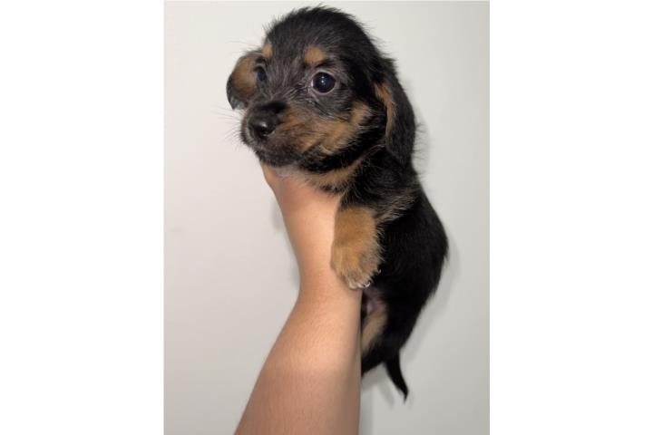 Dachshund Wire Hair $350 Puerto Rico