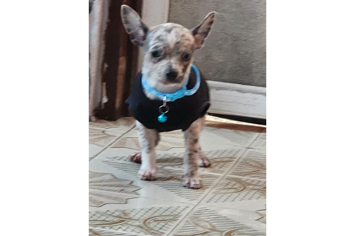 Chihuahua Merle Macho Puerto Rico