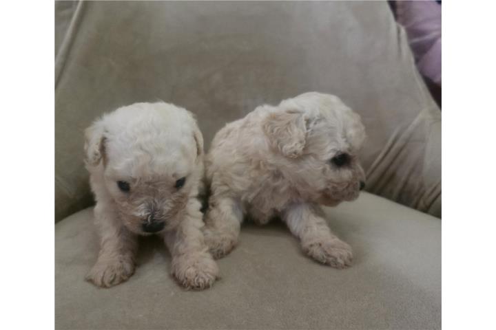Toy Poodle Machos  Puerto Rico